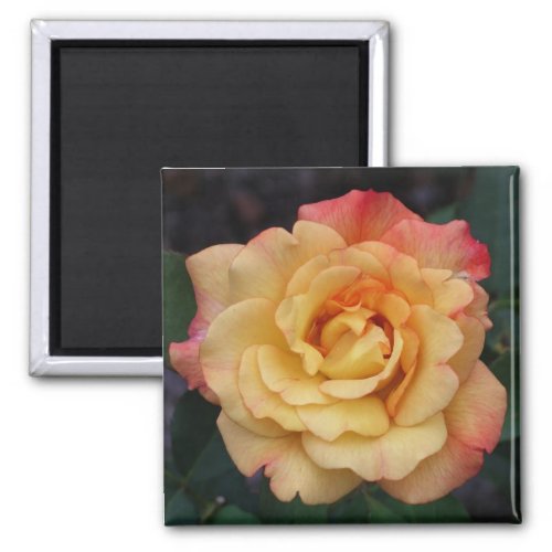 Peace Rose Beautiful Pink and Yellow Floral Magnet