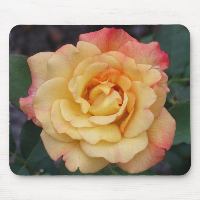 Peace Rose Beautiful Pink and Yellow Floral Mouse Pad (Front)
