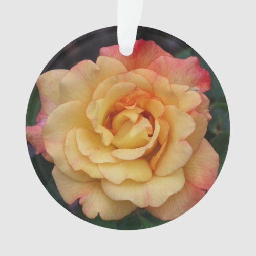 Peace Rose Beautiful Pink and Yellow Floral Ornament