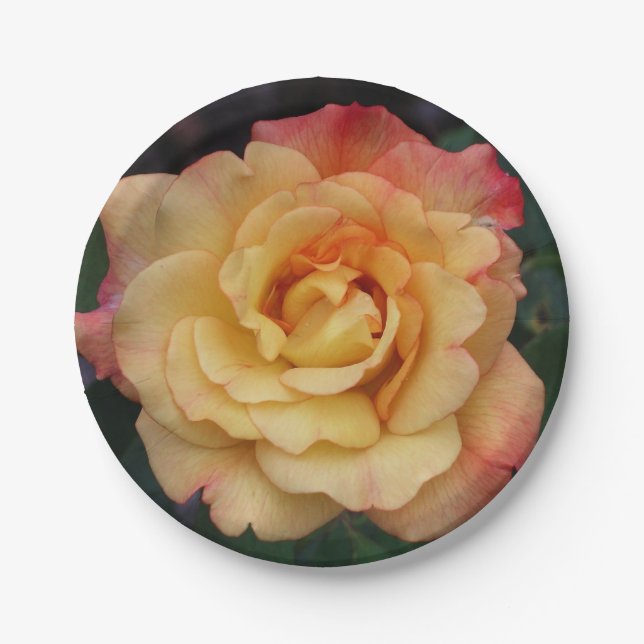 Peace Rose Beautiful Pink and Yellow Floral Paper Plates (Front)