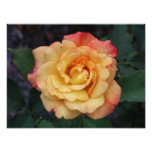 Peace Rose Beautiful Pink and Yellow Floral Photo Print