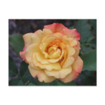 Peace Rose Beautiful Pink and Yellow Floral Postcard