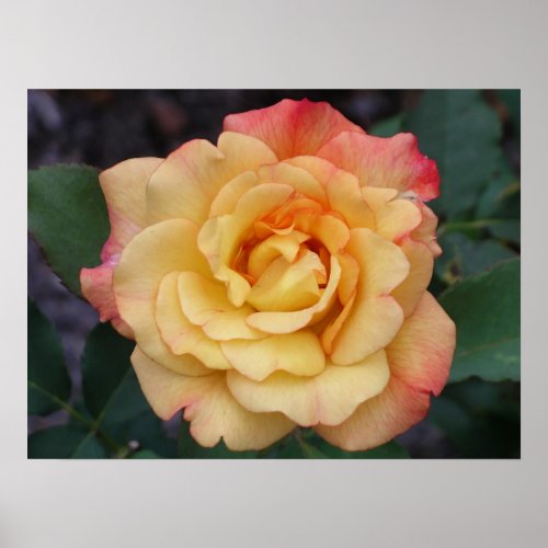 Peace Rose Beautiful Pink and Yellow Floral Poster