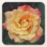 Peace Rose Beautiful Pink and Yellow Floral Square Paper Coaster