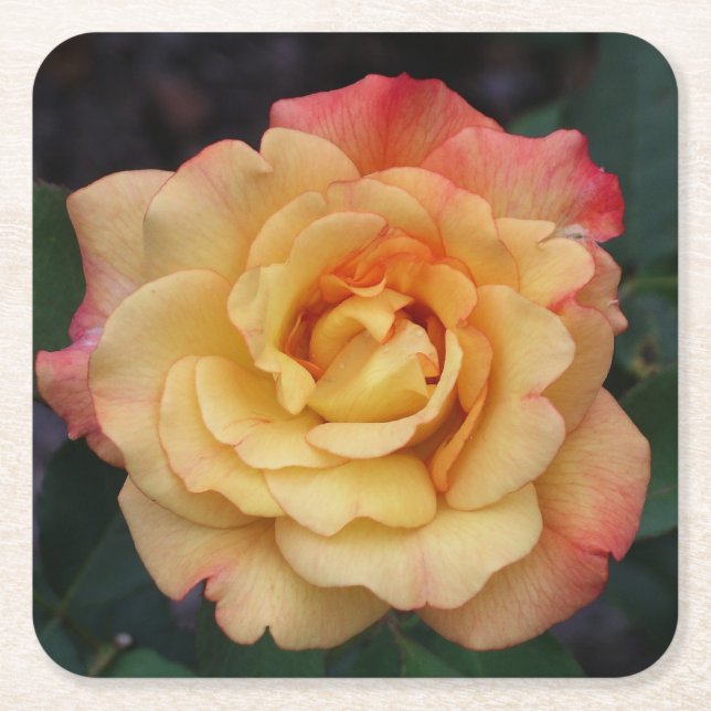 Peace Rose Beautiful Pink and Yellow Floral Square Paper Coaster (Front)