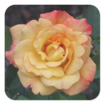 Peace Rose Beautiful Pink and Yellow Floral Square Sticker