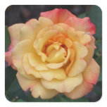 Peace Rose Beautiful Pink and Yellow Floral Square Sticker