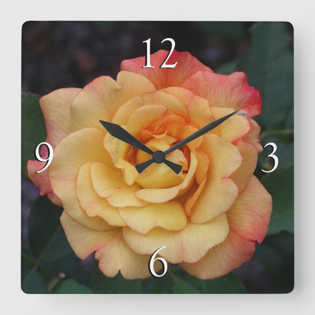 Peace Rose Beautiful Pink and Yellow Floral Square Wall Clock (Front)
