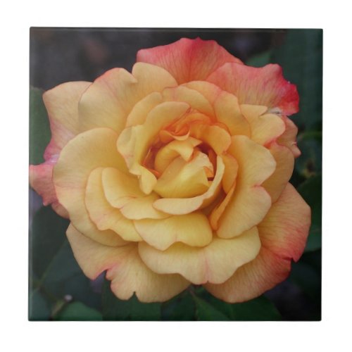 Peace Rose Beautiful Pink and Yellow Floral Tile