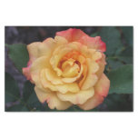 Peace Rose Beautiful Pink and Yellow Floral Tissue Paper