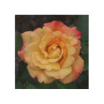 Peace Rose Beautiful Pink and Yellow Floral Wood Wall Decor