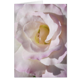 Peace Rose Card