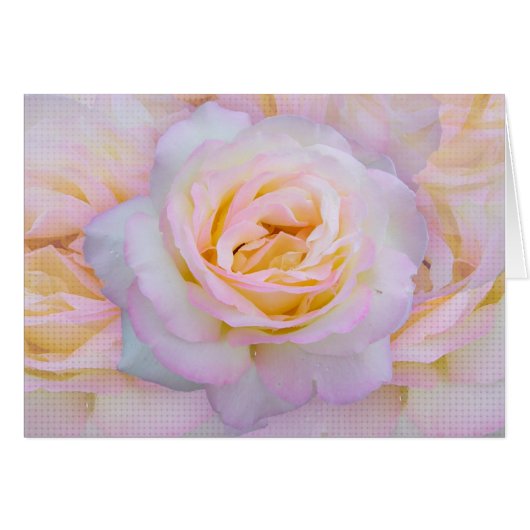Peace rose cards (Front Horizontal)