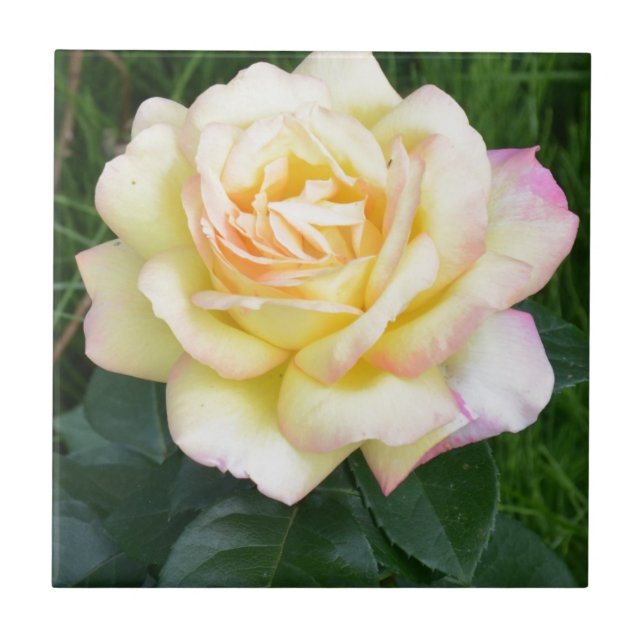 Peace rose ceramic tile (Front)