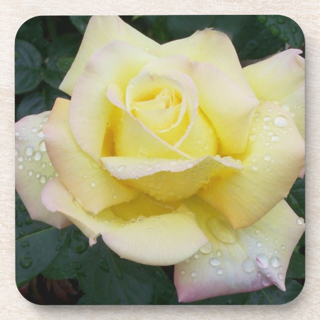 Peace Rose Coaster Set (Front)