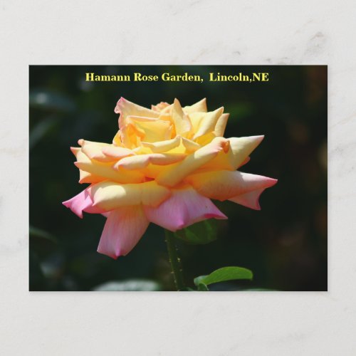 Peace Rose Postcard HRG 500n 2014