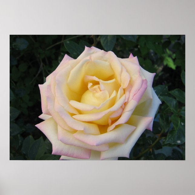 Peace Rose Poster (Front)