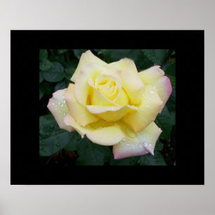 Peace Rose Poster