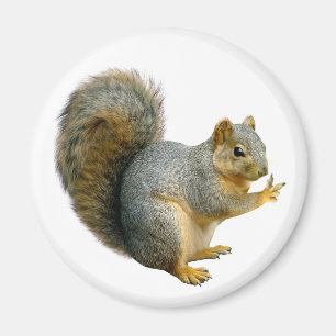 Peace Squirrel Magnet