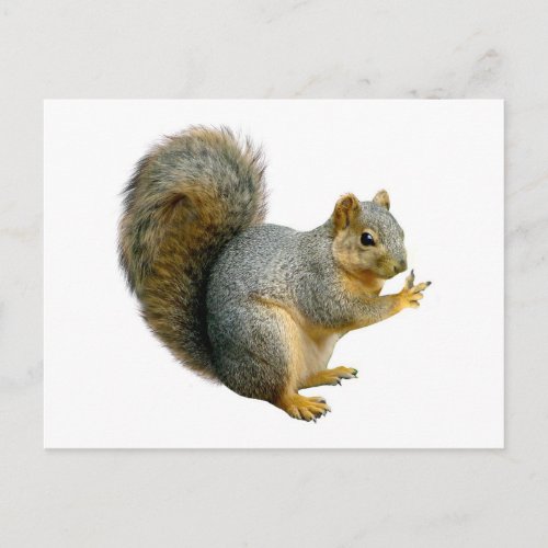 Peace Squirrel Postcard