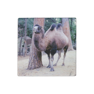 Peaceful Baba Stone Magnet