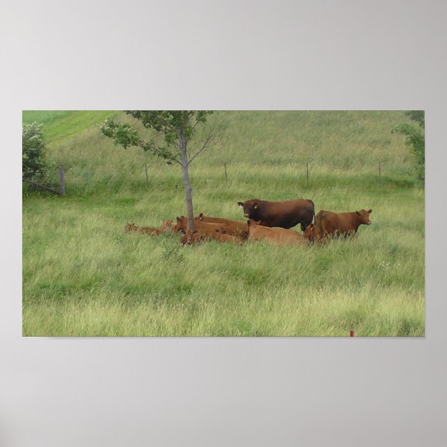 Peaceful Day Cows in Pasture Photography Poster (Front)