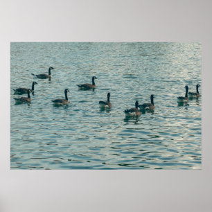 Peaceful Ducks on the Water Photography Poster
