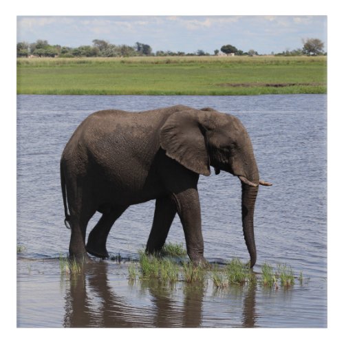 peaceful elephant acrylic print