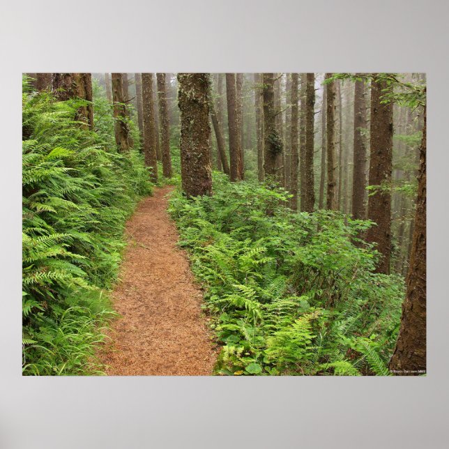 Peaceful Forest Trail Poster (Front)