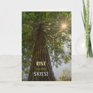 Peaceful Forest With Golden Light Nature Photo Card