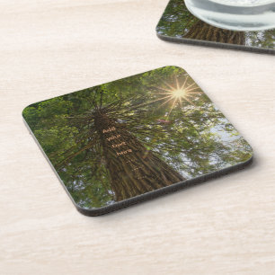 Peaceful Forest With Golden Light Photo Beverage Coaster