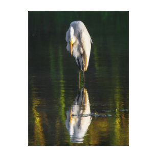 Peaceful Great White Egret with Reflection Canvas Print