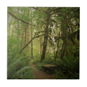 Peaceful Green Forest Trail in Washington Ceramic Tile