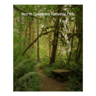 Peaceful Green Forest Trail in Washington Poster