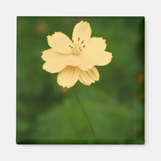 Peaceful Harmony Magnet