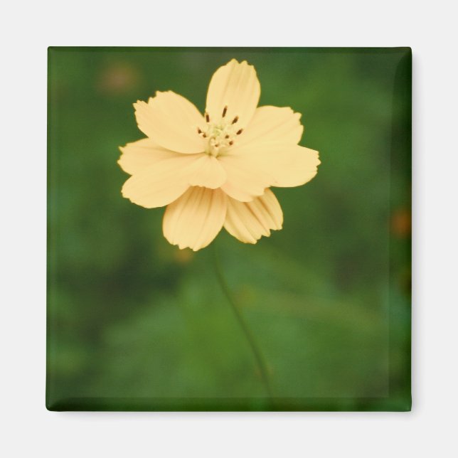Peaceful Harmony Magnet (Front)