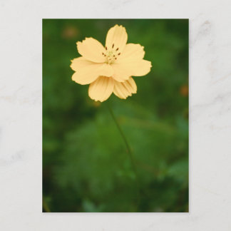 Peaceful Harmony Postcard