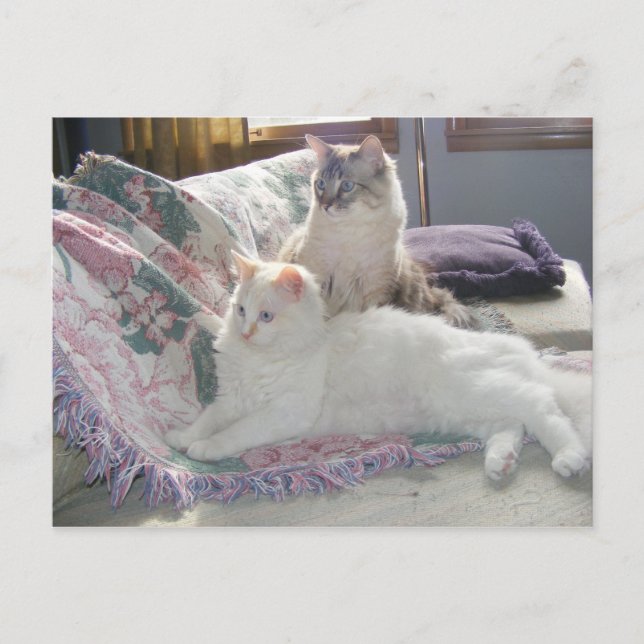 Peaceful kitties Postcard (Front)