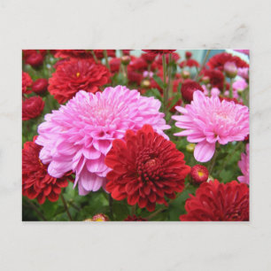 Peaceful Morning Glory Postcard