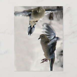 Peaceful Mourning Doves in Mid Flight Postcard