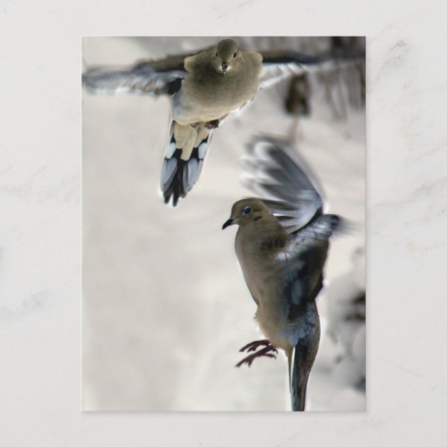 Peaceful Mourning Doves in Mid Flight Postcard (Front)