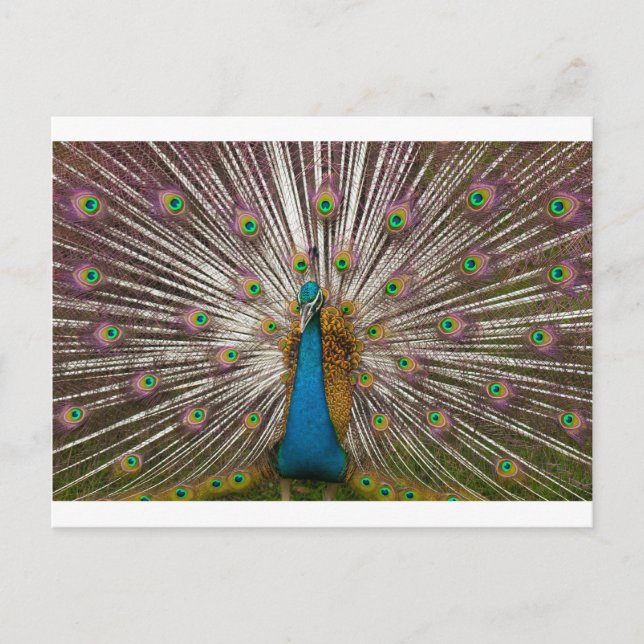 Peaceful Peacock Postcard (Front)