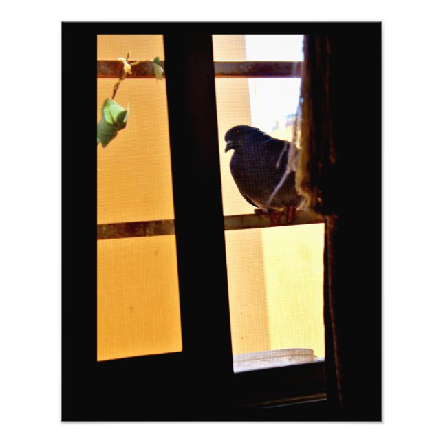Peaceful Pigeon Photo Print (Front)