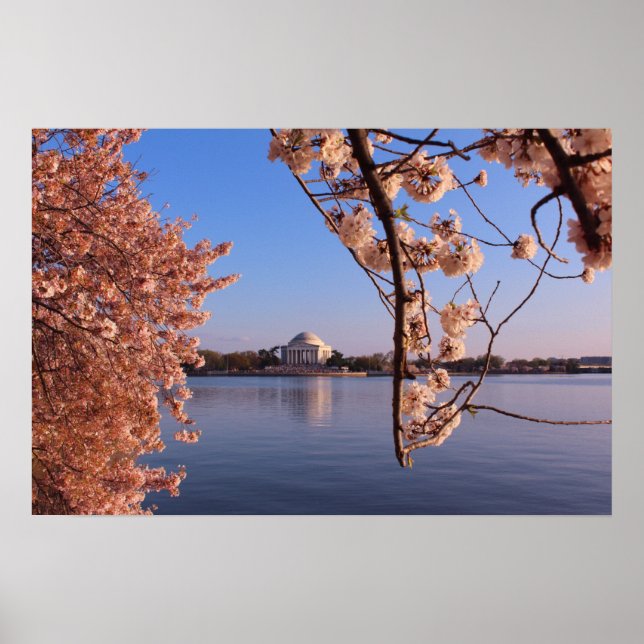 Peaceful Pink Cherry Blossoms in DC Poster (Front)