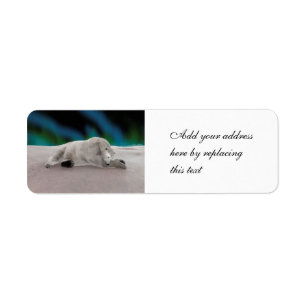 Peaceful Polar Bear Arctic Nature Illustration Label