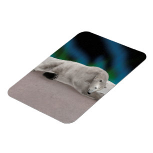 Peaceful Polar Bear Arctic Nature Illustration Magnet