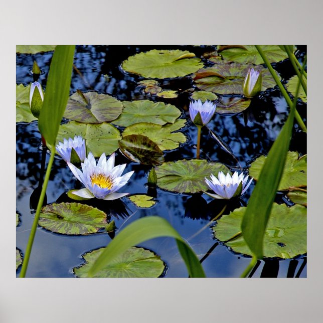 Peaceful Pond Poster (Front)