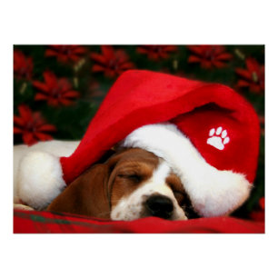 Peaceful Puppy   Poster