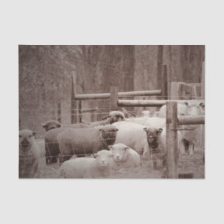 Peaceful, Resting Flock of Sheep on Tissue Paper