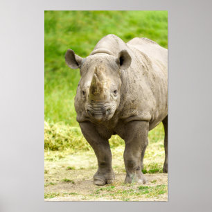 Peaceful Rhino Poster